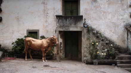 El becerro pintado / The Painted Calf / Das bemalte Kalb