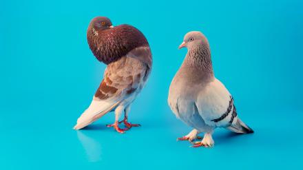WHEN DOVES TRY / WENN TAUBEN ES VERSUCHEN
