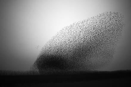 THE ART OF FLYING / DIE KUNST DES FLIEGENS